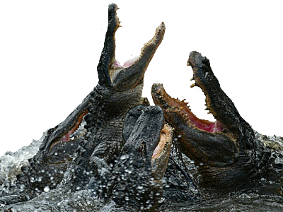 Alligators Fighting (400x300), Png Download