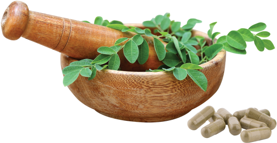 Moringaleaf - Moringa Oleifera Leaf Png (580x322), Png Download