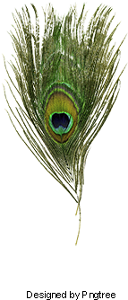 Peacock Feather, Peacock Clipart, Peacock, Feather - Feather (360x360), Png Download