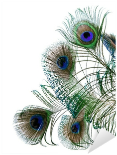 Peacock Feathers Isolated On White Background Sticker - Peafowl (400x400), Png Download