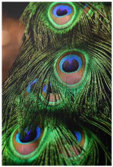 Close-up (400x400), Png Download