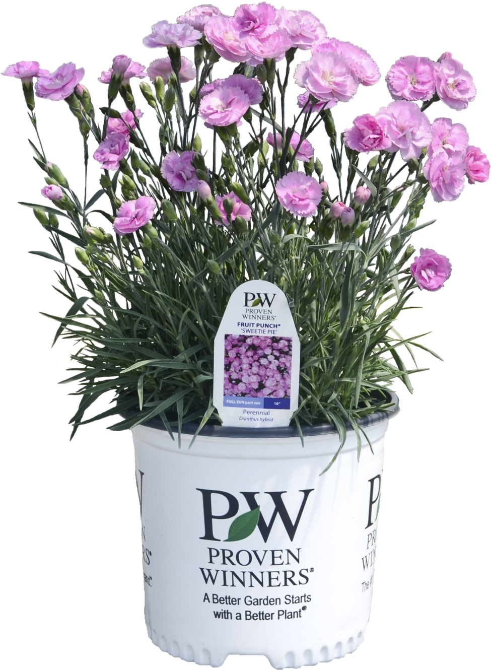 Dianthus Sweetie Pie - Proven Winners Tiny Wine Ninebark - Physocarpus O. (1024x1369), Png Download