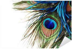 Peacock Feather Wall Vinyl (400x400), Png Download
