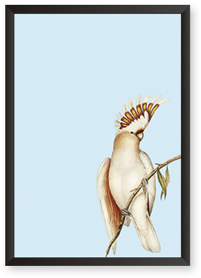 Cockatoo Illustration Cockatoo Illustration - Illustration (480x480), Png Download