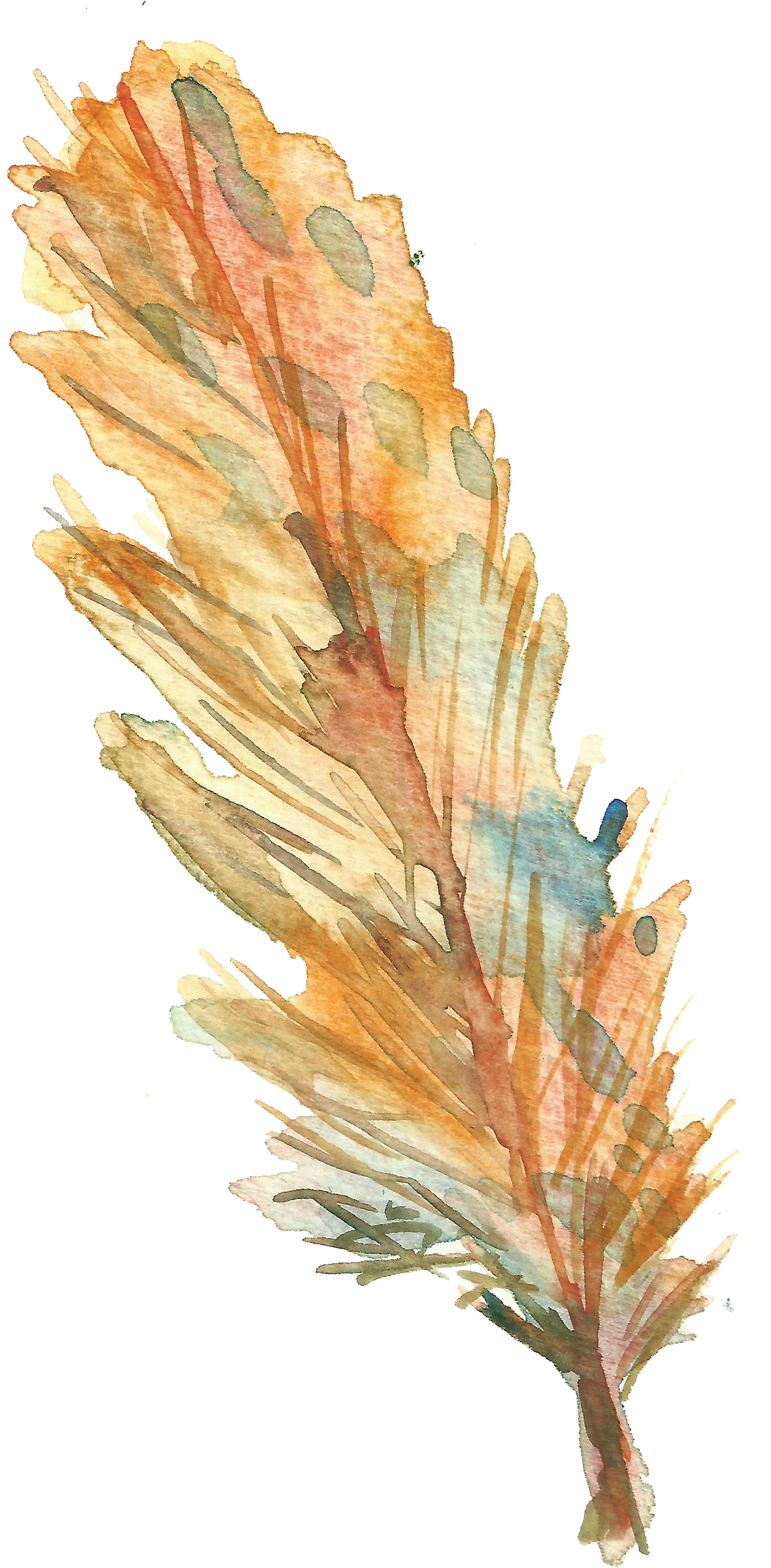 Bird Feather Drawing - Feather (1693x3000), Png Download