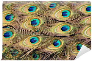 Peacock Feathers (400x400), Png Download