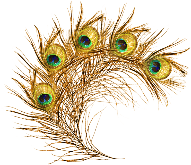 The Feather Peafowl Peacock - Peacock Feather Peacock Png (1000x1000), Png Download