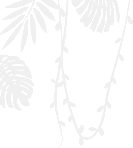 Peacock - Illustration (430x479), Png Download