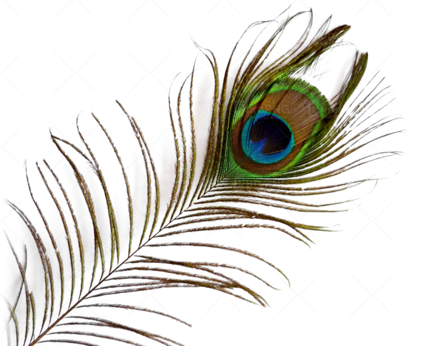 Single Peacock Feathers With Flute Png Download - Peacock Feather Png (850x700), Png Download