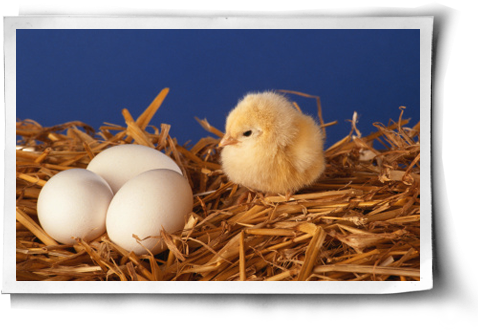 What's Wrong With Backyard Eggs Post Image - Baby Bird From Egg (500x344), Png Download