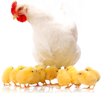 Layer Hen Rearing - Poultry (480x296), Png Download