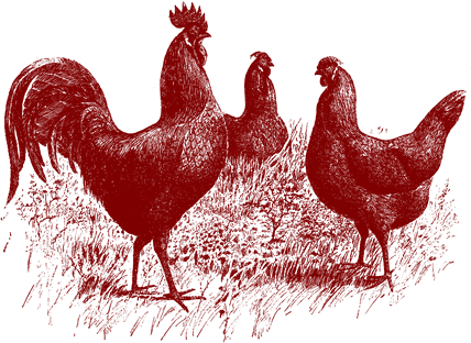 Rooster - Chicken Bach Bach Purple Square Sticker 3" X (428x312), Png Download