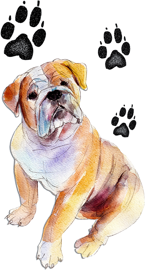 Lonna@hellopawprints - Com - Olde English Bulldogge (471x900), Png Download