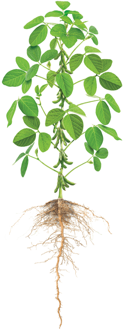 Cannabis Png Images Free Download - Phosphorus Management In Crop Production (257x667), Png Download