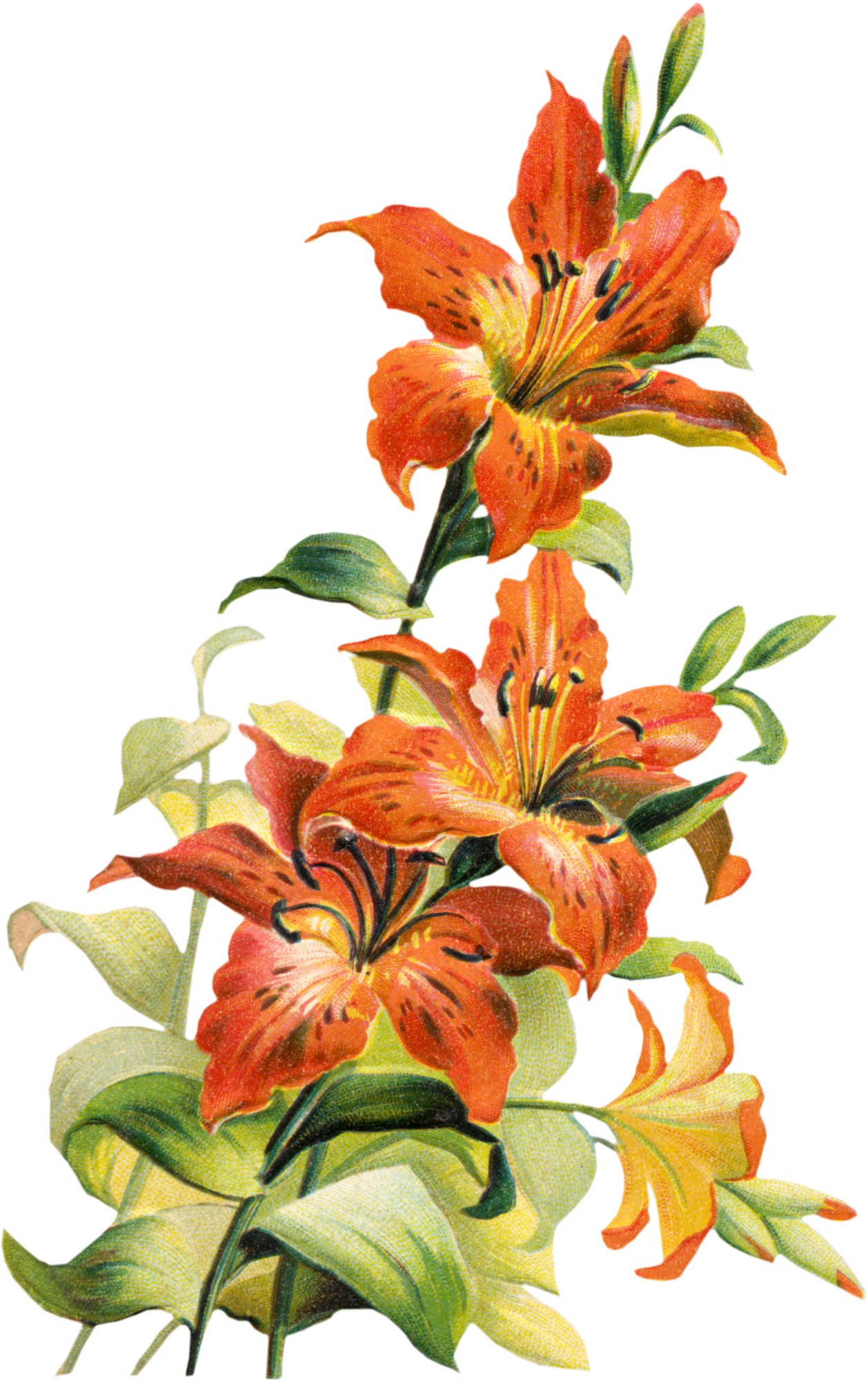 195832 Tiger Lily Flower Clipart Free Clip Art Images - Tiger Lily Flower Art (1258x2000), Png Download