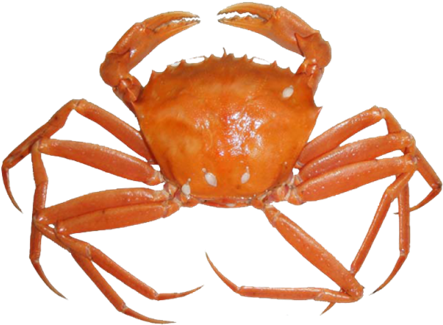 Crab Png Free Download - Deep Sea Crab Transparent (500x379), Png Download