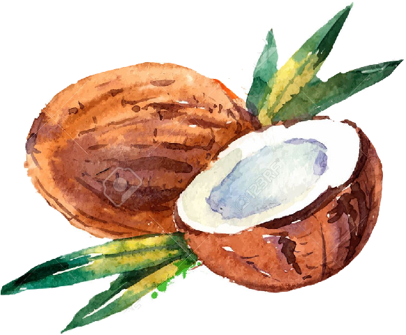 Watercolor Coconut (582x480), Png Download