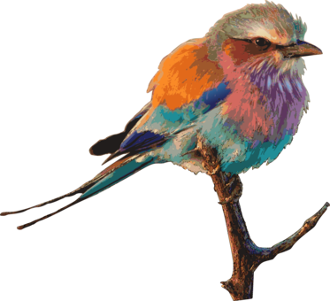 Eastern Bluebird Birds & Birding Drawing Birdwatching - Roller Bird Png (373x340), Png Download