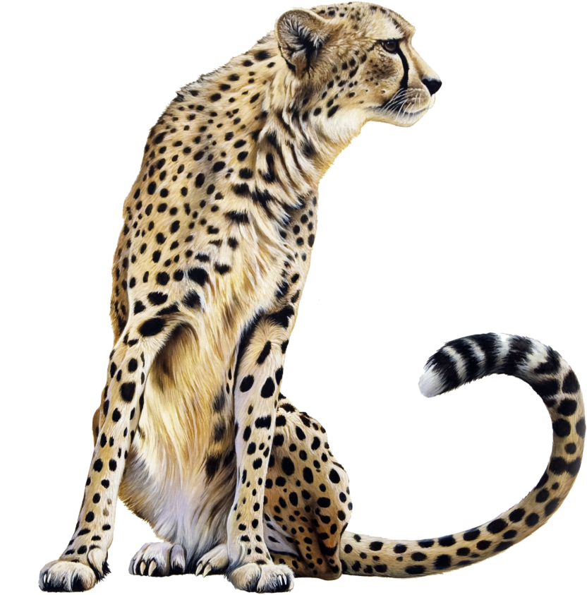 Cheetah Png - Cheetah Png Transparent (1024x990), Png Download