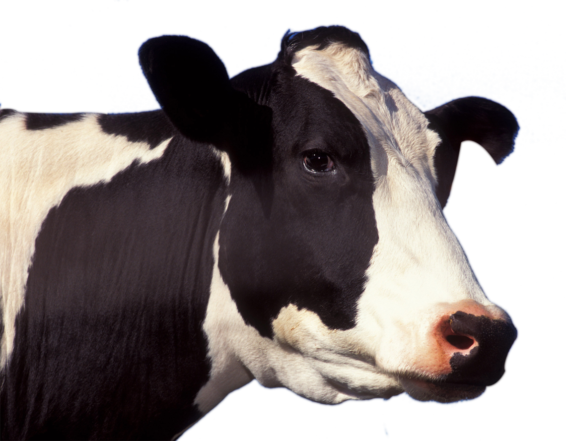 Cow Face Png Picture - Cow Head Png (1140x889), Png Download