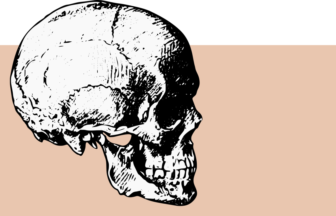 Skull Computer Icons Bone Drawing Human Skeleton - Skull Side View Png (1167x750), Png Download