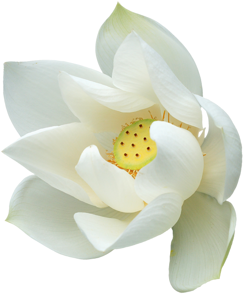 White Lotus Flower Png (500x595), Png Download