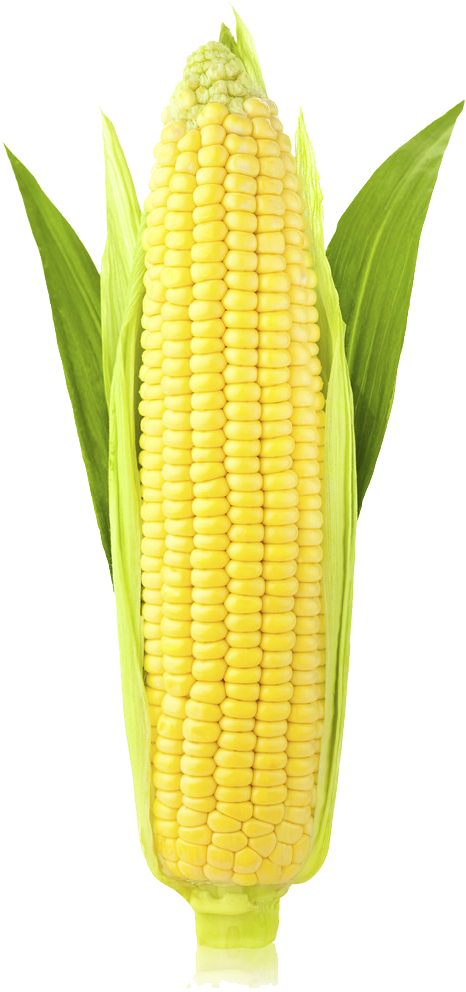 Corn Png Image - Stock Photography (683x1024), Png Download