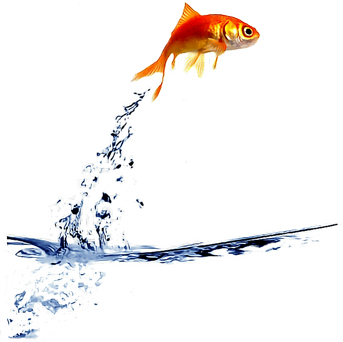 Ftestickers Goldfish Jump Fishstickers - Fish Jumping Out Of Bowl Gif (688x686), Png Download