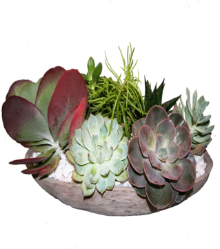 Succulent Garden - Agave (360x360), Png Download