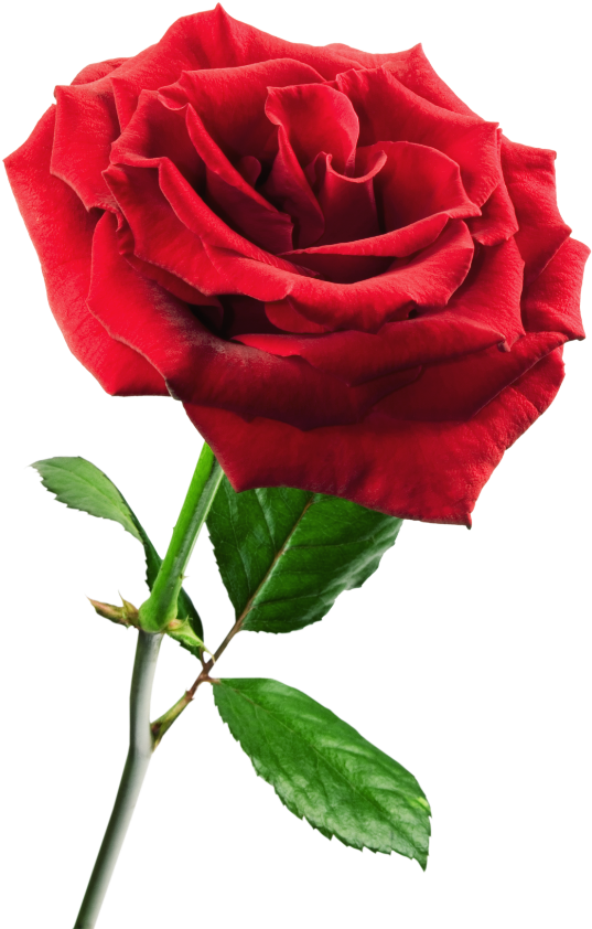 Rosa ,en Formato Png - Roll On Hot Depilatory Wax Cartridge Heater Waxing (600x902), Png Download