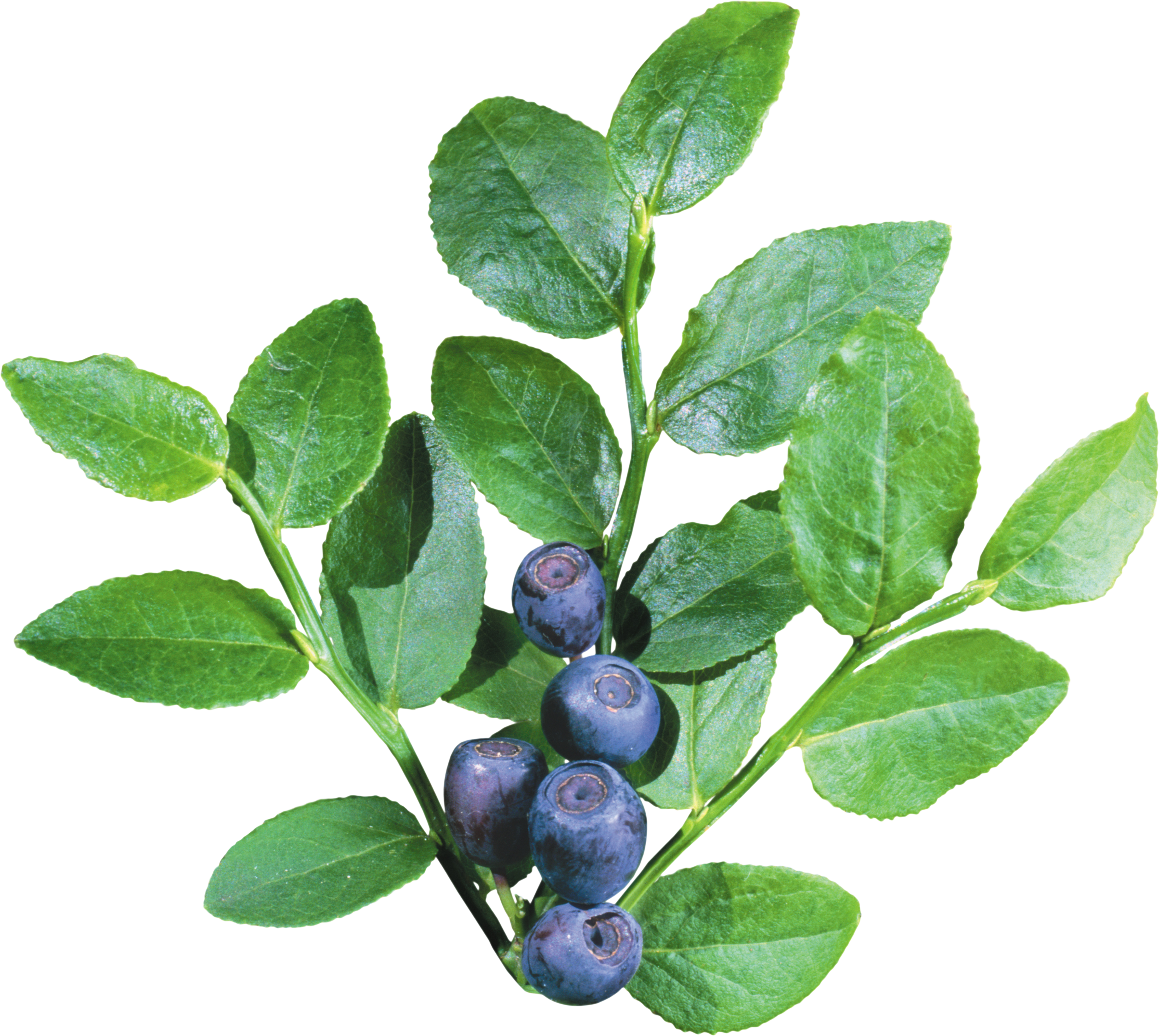 Blueberrys With Leave Png Image - Blueberry Bush Transparent (3888x3475), Png Download