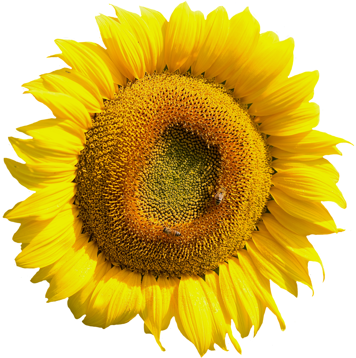 Free Yellow Sunflower Flower Png Image - Sun Flower Flower Png (1024x1010), Png Download