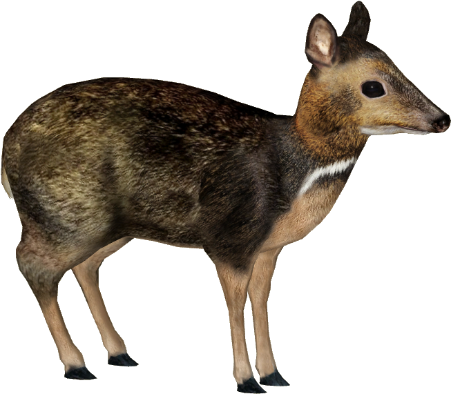 Philippine Mouse-deer - Philippine Mouse Deer Png (652x652), Png Download