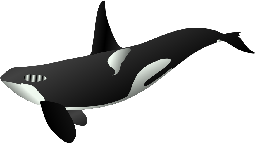 Free Vector Graphic - Killer Whale Full Body (960x535), Png Download