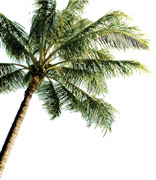 Island With Coconut Trees Png (640x640), Png Download