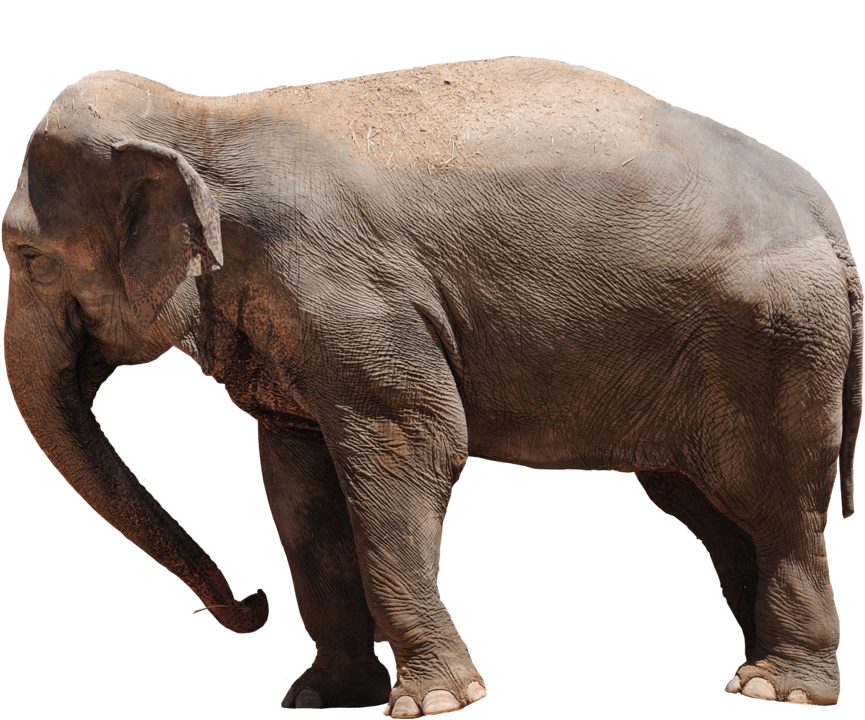 Elephant Png Transparent - Transparent Elephant Png (972x822), Png Download