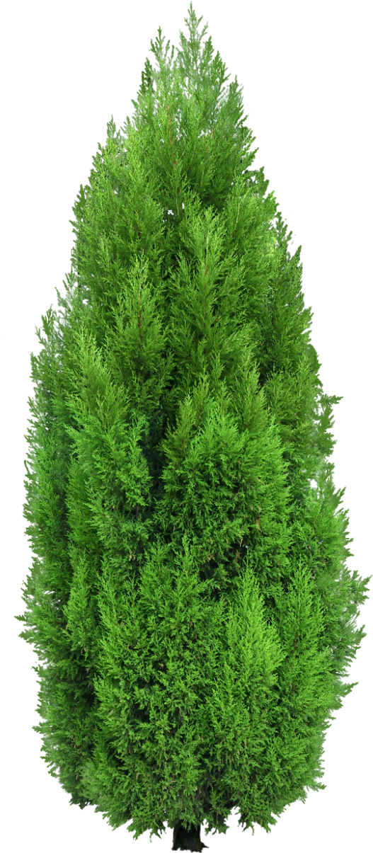Cypress Tree Png Clipart - Cypress Png (550x1252), Png Download