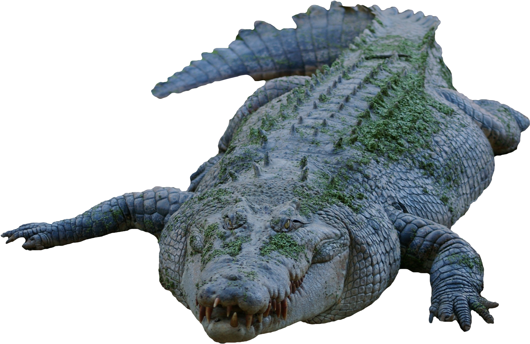 Crocodile Png (1800x1182), Png Download