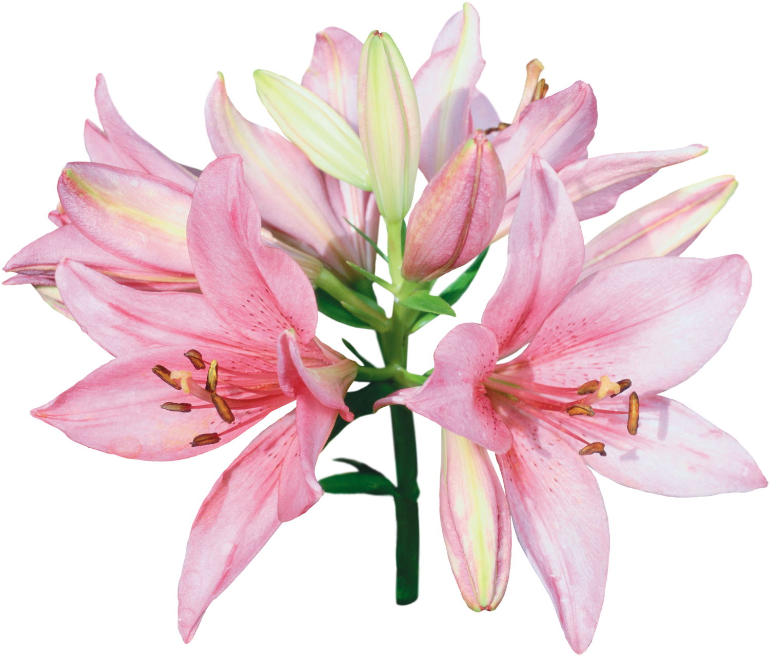 You Might Also Like - Pink And White Lily Flowers (1600x1505), Png Download