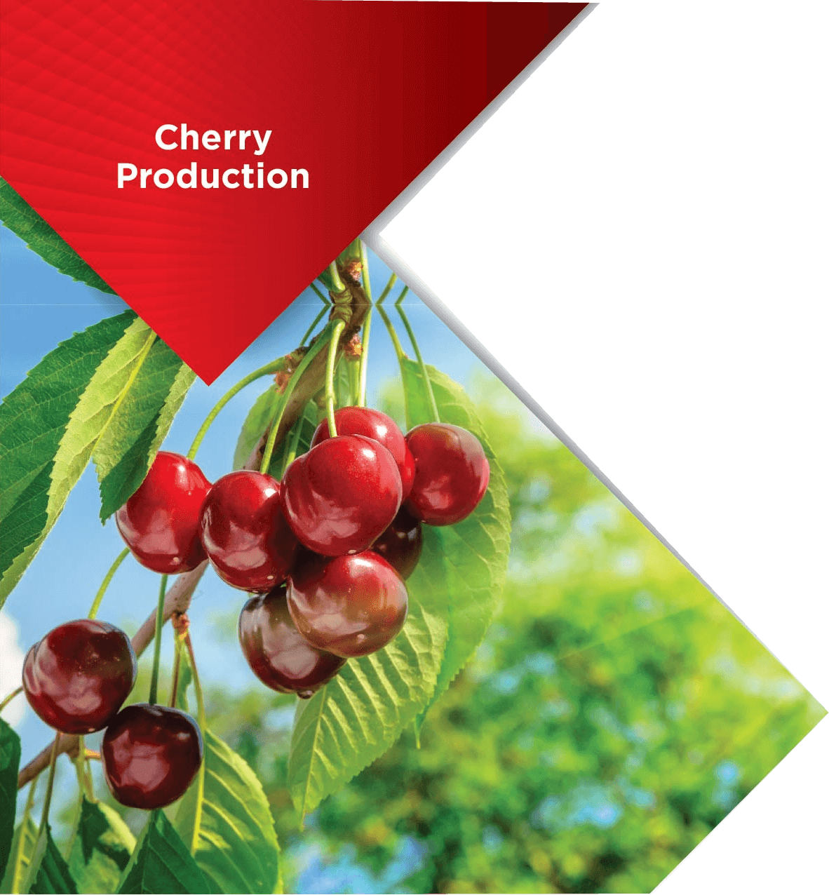 Cherry - Fruits Et Plantes Sauvages (1182x1276), Png Download