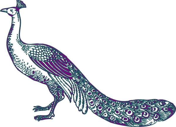 Peafowl Clipart Purple Peacock - Purple And Teal Peacock (600x433), Png Download