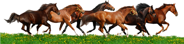 Running Horse Png - Herd Of Horses Clipart (780x229), Png Download