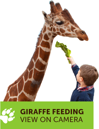 Giraffe (325x462), Png Download