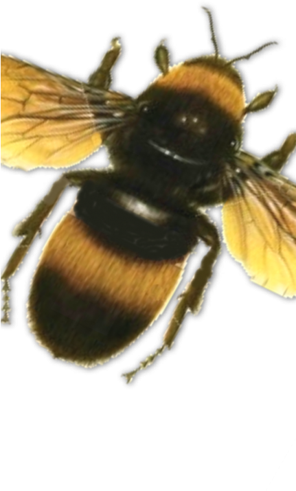 Bee-430x860 - Bees Psd (430x860), Png Download