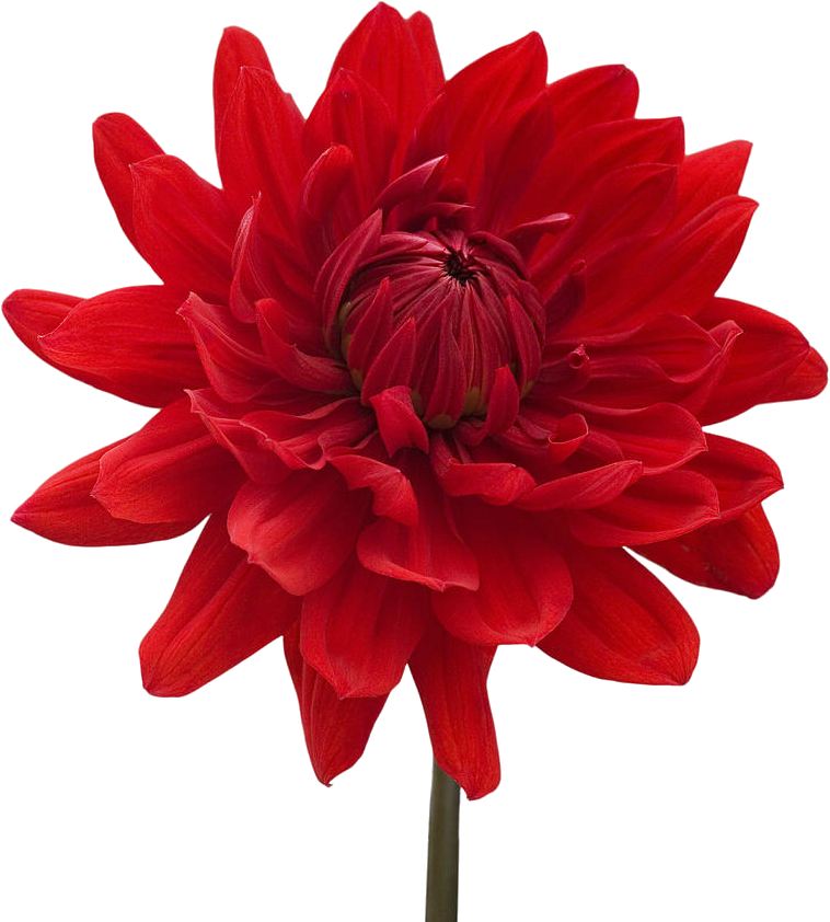 Dahlia Png Transparent Images - Zen Cinemax 4g 5.5 Inch Marshmallow 2gb (900x900), Png Download