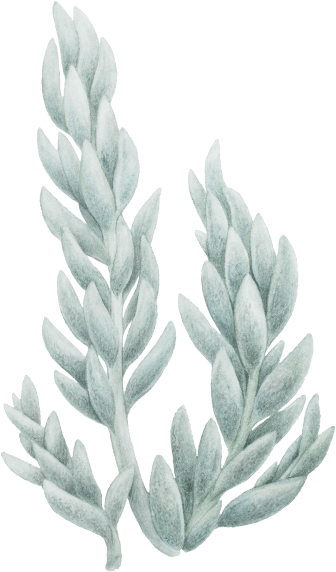 Senecio Haworthii - Einkorn Wheat (600x600), Png Download