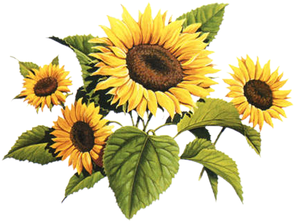 Sunflowers Png Vintage Clip Library - Vintage Sunflower Clipart (427x329), Png Download
