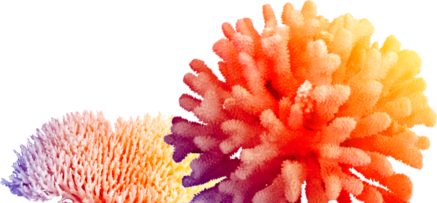 Coral Hd Png (613x285), Png Download