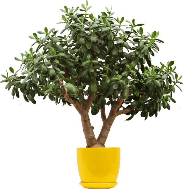 Lemon-tree - Raindrops Wall Stickers (600x619), Png Download