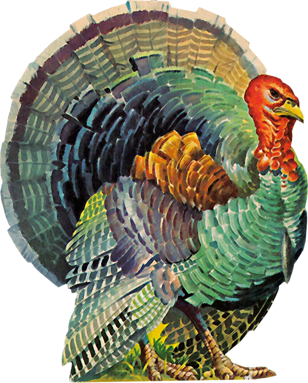 Images, Printables, & Digital Scrapbooking Buttons - Vintage Illustrations Of Turkeys (600x746), Png Download